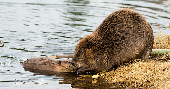 beaver mother with kit - photo by dpep