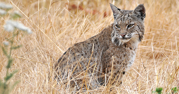 Wildlife - Photo by Matt Knoth Wildlife - Photo by Matt Knoth