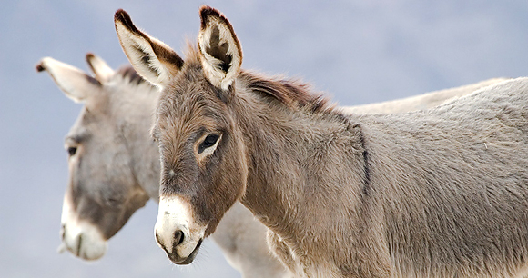 Burro - Photo by Rylee Isitt