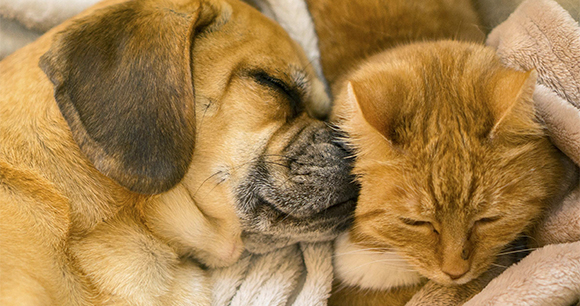 Cat and dog - Photo by Rodger Evans Cat and dog - Photo by Rodger Evans