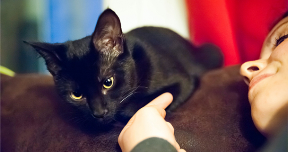 Cat - Photo by Yohann Legrand Cat - Photo by Yohann Legrand