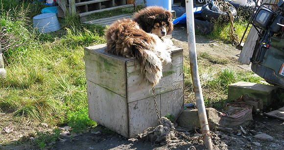 Animal chaining - Photo by Travis Baggis