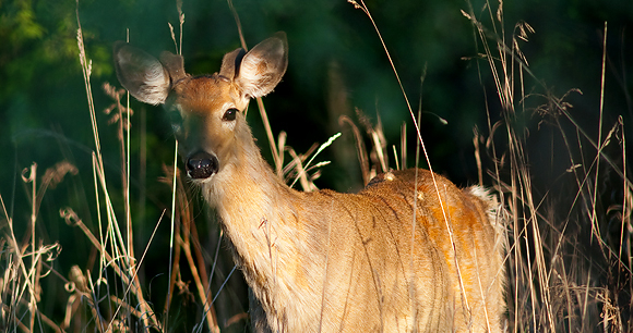 Deer - Photo by Di Qiu