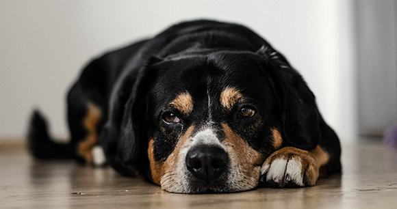 Safety Planning for Pets of Domestic Violence Survivors