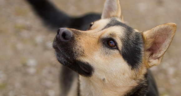 Dog - Photo by Frank Pierson Dog - Photo by Frank Pierson