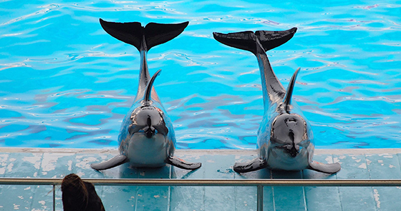 Marine animals in captivity