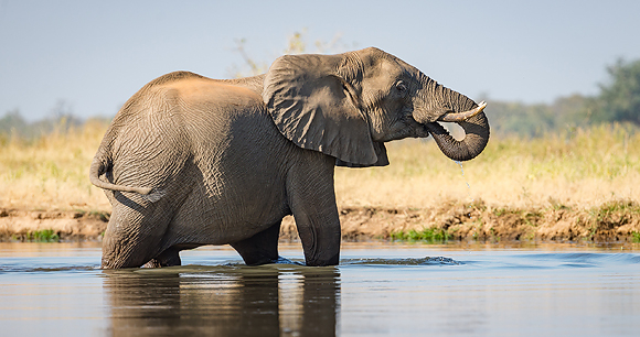 Elephants - Photo by Vince O'Sullivan