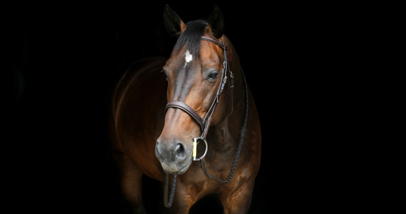 mexican horse slaughter houses