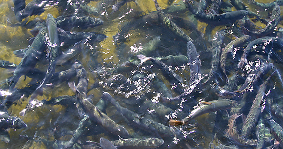 Fish Farming