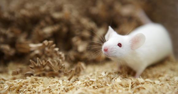 Mouse - Photo by Novartis AG Mouse - Photo by Novartis AG