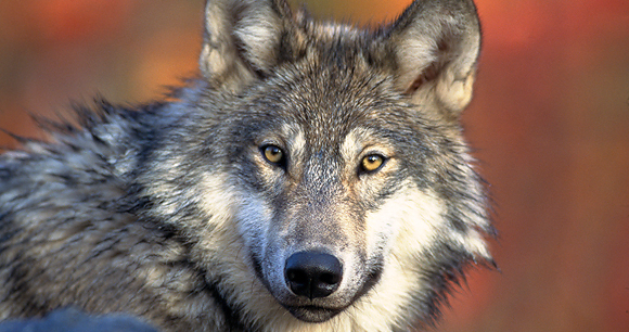 Grey wolf - Photo by Gary Kramer Grey wolf - Photo by Gary Kramer