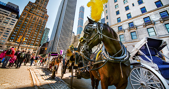 horse-drawn carriage in the city