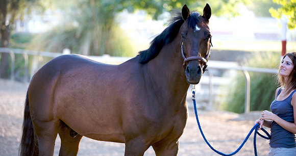 Companion horses - Photo by Marco Antonio Torres Companion horses - Photo by Marco Antonio Torres