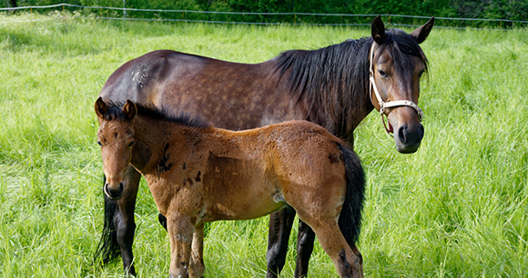 Horses - Photo by Markku Åkerfelt Horses - Photo by Markku Åkerfelt