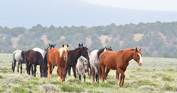 Wild horses - Photo by Larry Lamsa