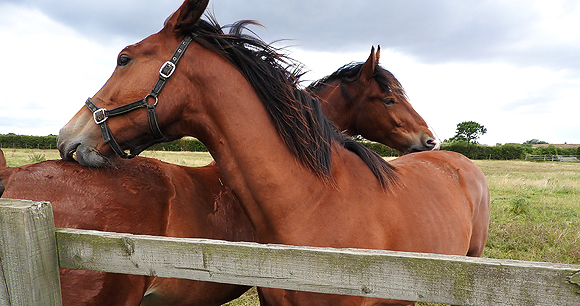 Horses - Photo by Rob Mitchell