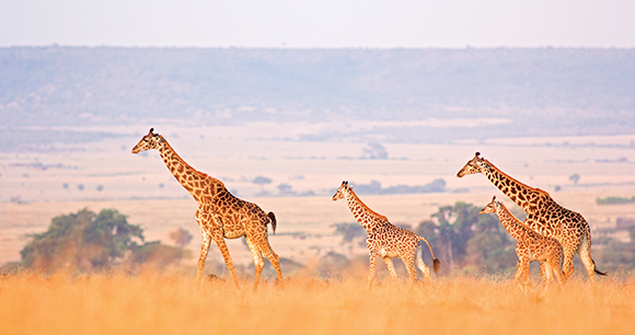 photo by WLDavies giraffes
