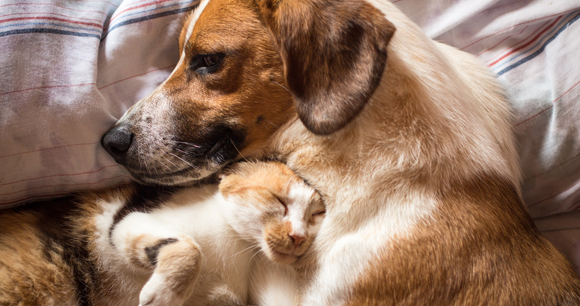 Including Pets in Protection Orders: A State-by-State Guide