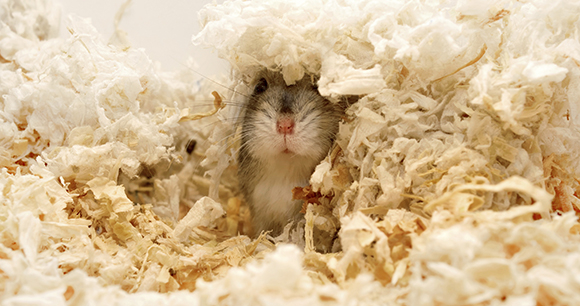 Enrichment for mice - Photo by iStock