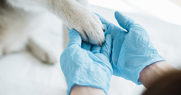 Lab personnel holding an animal’s paw. Photo by LIGHTFIELD STUDIOS. Lab personnel holding an animal’s paw. Photo by LIGHTFIELD STUDIOS.