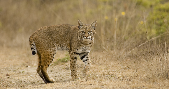 Lynx - Photo by Matt Knoth Lynx - Photo by Matt Knoth