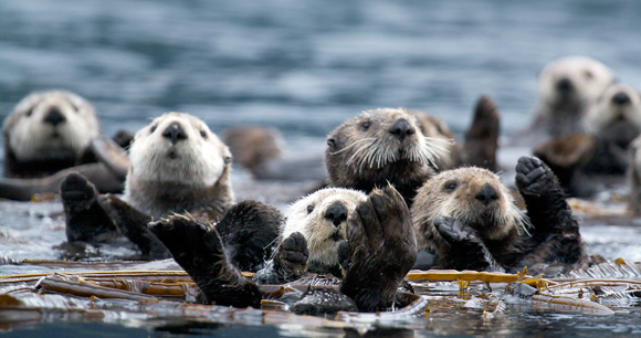 christine stevens wildlife awards