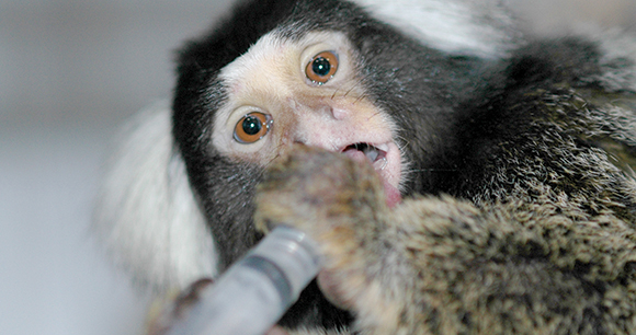 Laboratory primate - Photo by Alison Kulick