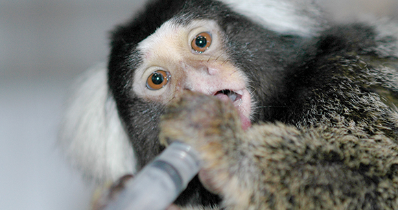 Laboratory primate - Photo by Alison Kulick Laboratory primate - Photo by Alison Kulick