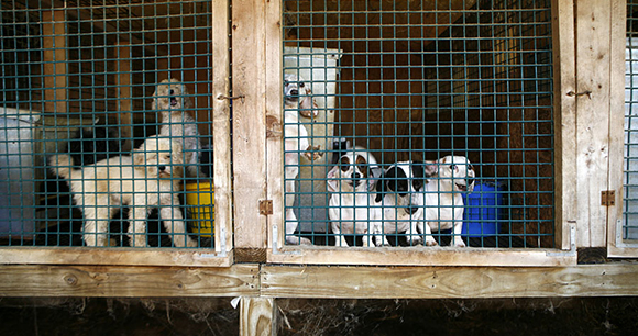 Puppymill - Photo by Best Friends Puppymill - Photo by Best Friends