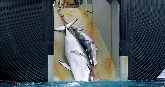 Scientific whaling - Photo by AWI Scientific whaling - Photo by AWI