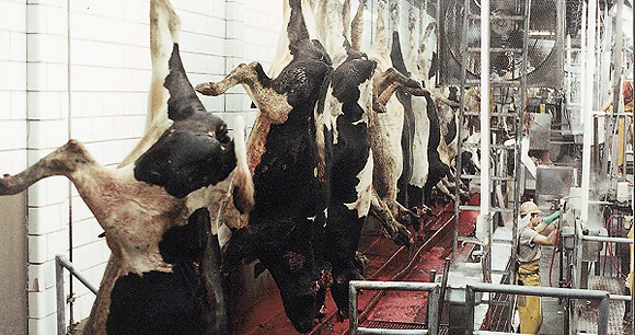 Farm animal slaughter - Photo by AWI
