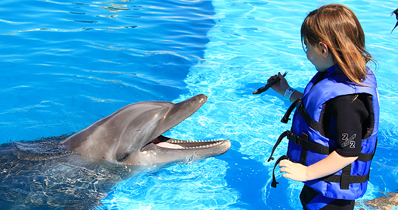 Swim-with dolphin - Photo by Matt Kowalczyk