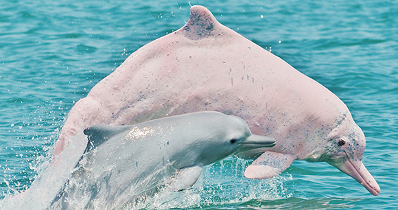 marine biome dolphins