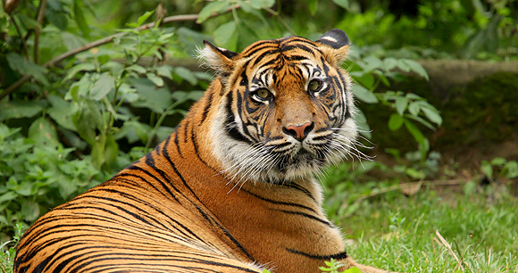 tiger animal