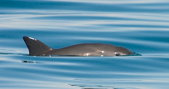 Vaquita marina - Photo by Tom Jefferson