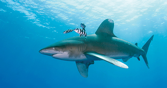 White tip shark - Photo by J Argen Donauer White tip shark - Photo by J Argen Donauer