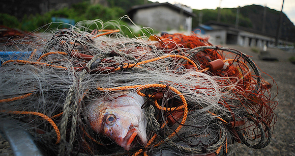 Different types of nets and gears used for catching the Asian seabass.