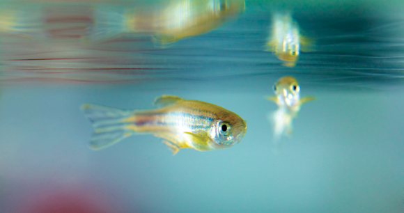 zebrafish - photo by Novartis zebrafish - photo by Novartis