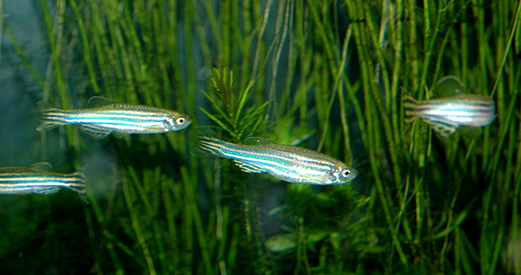 Photo credits: Chen, Ho-Wen, supported by Lin, Li-Yih Lab, the Department of Life Science, National Taiwan Normal University, Taiwan, ROC Photo credits: Chen, Ho-Wen, supported by Lin, Li-Yih Lab, the Department of Life Science, National Taiwan Normal University, Taiwan, ROC