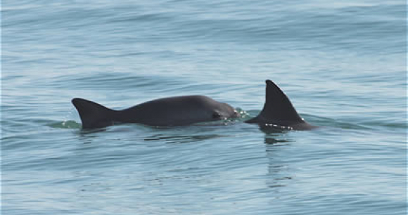 Photo of two vaquitas, by Tom Jefferson Photo of two vaquitas, by Tom Jefferson