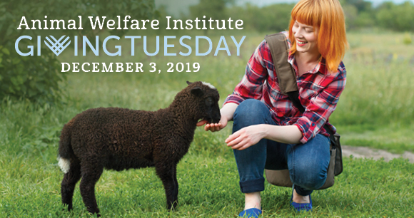 Animal Welfare Institute - Giving Tuesday 2019 Animal Welfare Institute - Giving Tuesday 2019