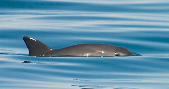 Photo by Tom Jefferson A vaquita porpoise in the ocean.
