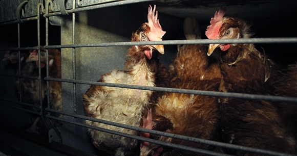 Photo from Flickr by FarmWatch Photo from Flickr by FarmWatch