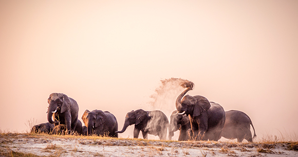 African elephants - photo by Javier Hueso