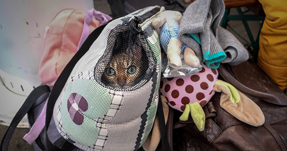 A cat with green eyes peers out of a mesh travel carrier.