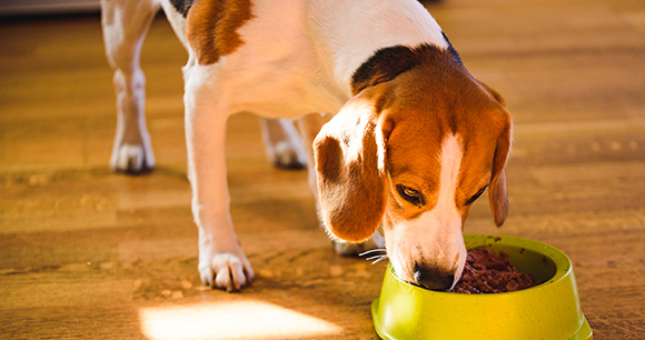 A beagle eats dog food out of a yellow bowl.