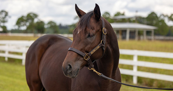 Photo by ASPCA A brown horse with a brown halter stands in a grassy paddock.