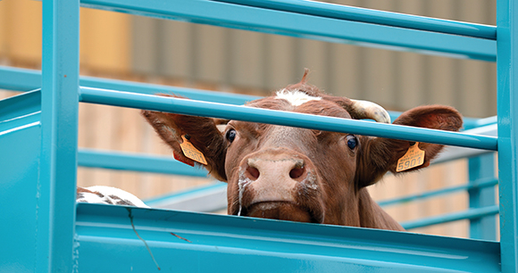 Photo by Photoagriculture Cow looking out from transport pen