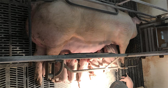 Photo by Ohio Department of Agriculture Pig and piglets