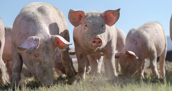 A group of pigs outdoors.